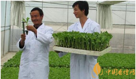 煙草專業(yè)大學(xué)排名，煙草專業(yè)就業(yè)前景好