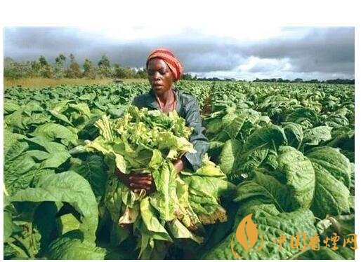 津巴布韋煙葉為什么好，黃金煙葉成為國寶